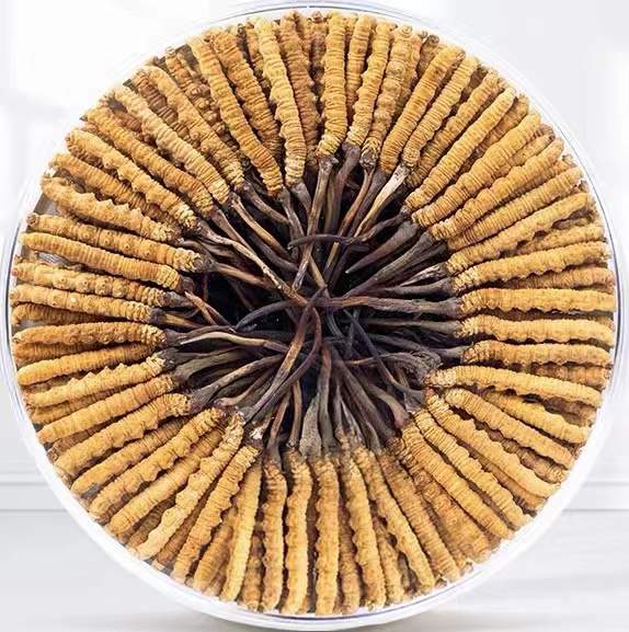 马边冬虫夏草回收